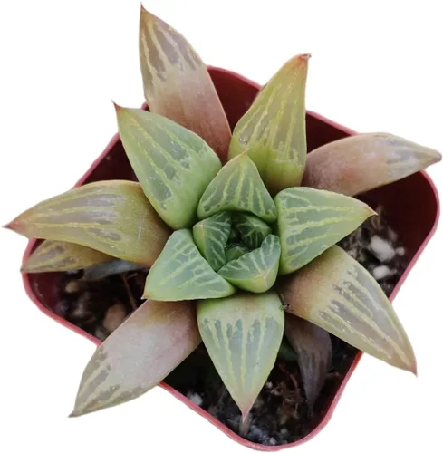 Miniatura 3 de Plantas suculentas de cactus vivos de USKC (maceta de 2 pulgadas Echeveria Blue Bird)
