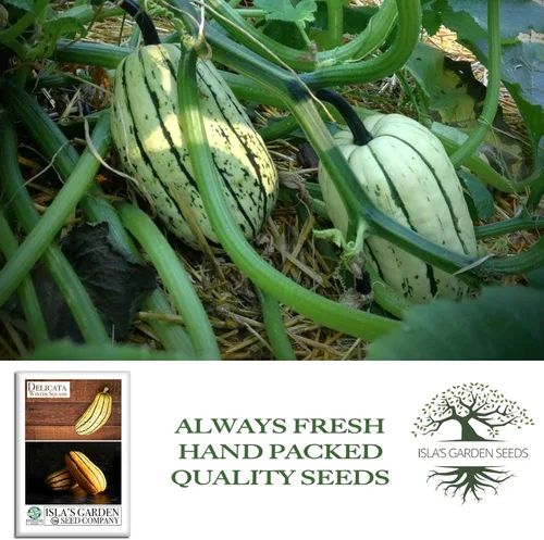 Miniatura 4 de Semillas de calabaza de invierno "Delicata" para plantar, más de 25 semillas tradicionales por paquete, semillas de jardín de Isla