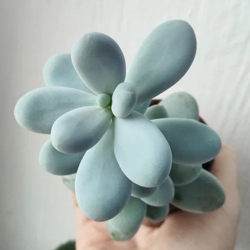 Miniatura 6 de Planta suculenta viva, planta suculenta viva para interiores y exteriores, maceta de 2 pulgadas, planta de interior decorativa de bajo mantenimiento