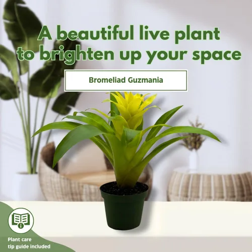 Miniatura 3 de BubbleBlooms Bromelia amarilla en maceta de 4 pulgadas Nidularium billbergioides