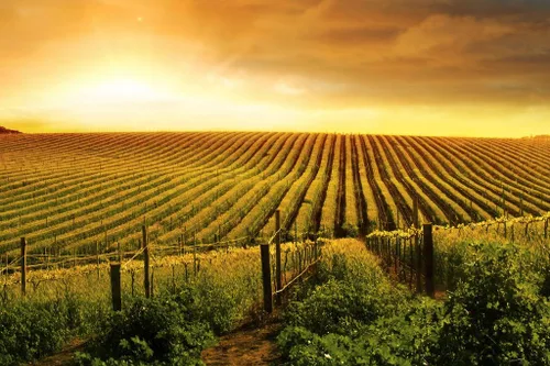 Impresionante vino viñedo puesta de sol Valle de Barossa fotografía foto foto póster fresco arte de pared 18 x 12 pulgadas