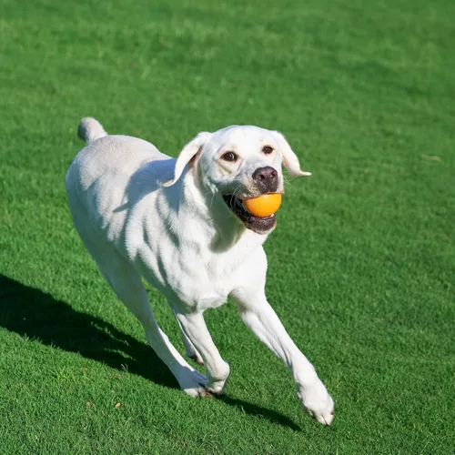 Miniatura 7 de Amazon Basics Juguetes para Perros, Pelotas de Goma Interactivas para Buscar, (Paquete de 2), 3 Pulgadas, Azul, Naranja