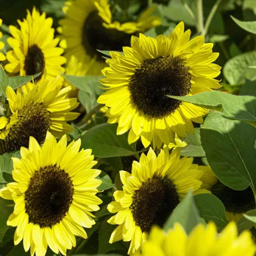 Miniatura 7 de Outsidepride Lemon Queen Semillas de girasol para plantar, 1/4 libras anuales, fáciles de cultivar con flores vibrantes y abundantes para arreglos