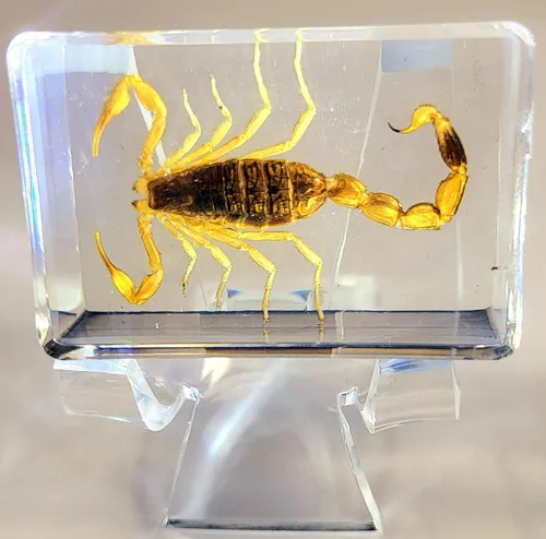 Miniatura 12 de Murciélago de bambú real menor de 5.5 pulgadas en resina de Lucite cristalina, espécimen de pisapapeles, colección de manualidades de taxidermia
