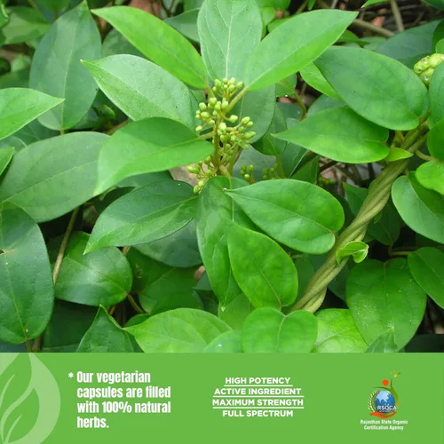 Miniatura 7 de Herbsforever Gurmar Cápsulas – Gymnema Sylvestre – Suplemento herbario – 90 cápsulas (paquete de 2)