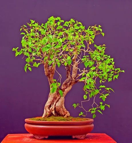 White Lilac - Semillas de árbol bonsái | Más de 30 semillas | Muy apreciadas por bonsái, impresionantes flores blancas y blancas