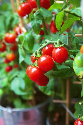 Miniatura 3 de 50 semillas de tomate Tiny Tim para plantar, tomate de patio, reliquia enana, tomate cherry - por RDR Seeds