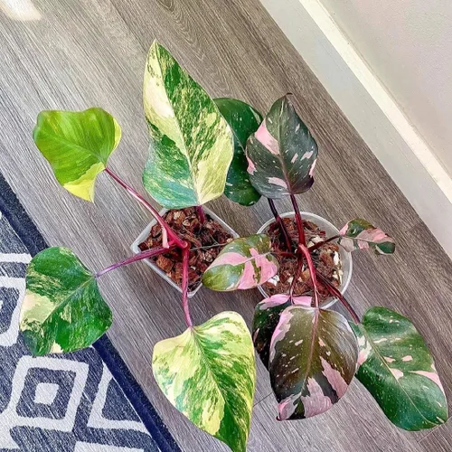 Miniatura 7 de Mezcla de tierra para macetas Noot para plantas de interior y de casa – 1 galón – Orquídea, suculenta, cactus, aroid, planta de casa, Monstera