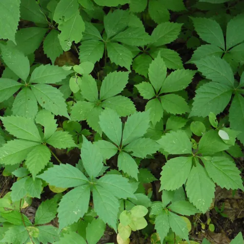 Miniatura 3 de Semillas de ginseng americano (Panax quinquefolius) Más de 5 semillas de hierbas medicinales raras en cápsulas de semillas congeladas