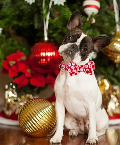 Miniatura 5 de DOGWONG Collar de Navidad para perro con corbatín, collar de perro de Papá Noel rojo, suave, duradero, ajustable, de algodón, para perros pequeños