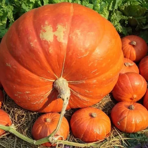 Big Max Pumpkin (Cucurbita Maxima) Vegetable Seeds, Giant Size, Thick, Sweet Flesh, Round, Smooth Shape, High Yields, Seeds by MySeeds.Co, You