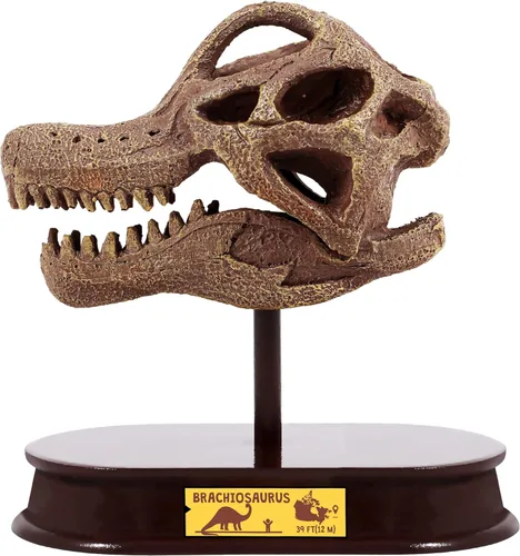 ArtCreativity Kit de excavación de dinosaurios para niños, juego de excavación de cráneo de braquiosaurio con herramientas de excavación de fósiles