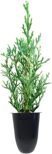 Miniatura 2 de Florida Foliage Árbol de ciprés italiano 40 plántulas vivas Cupressus Sempervirens Plantas formales elegantes de estilo mediterráneo, verde