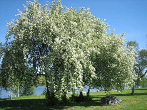 Miniatura 7 de Cereza Negra Europea Semillas Premium Prunus padus 'Fruit' Plants'® (Premium Seeds, 5)