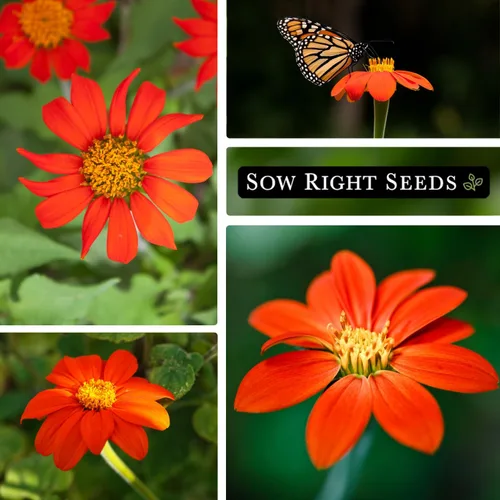 Miniatura 4 de Sow Right Seeds - Semillas de girasol mexicano para plantar - Paquete de reliquia sin OMG con instrucciones para cultivar - Flores de color naranja
