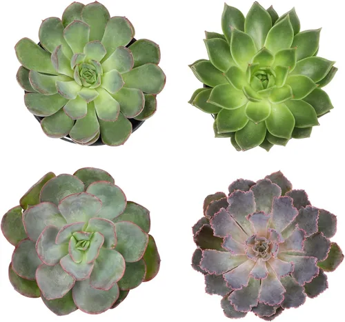 Miniatura 3 de Suculentas Echeveria de 1 cuarto de galón, 4 unidades, suculentas vivas recuerdos de fiesta en macetas suculentas, plantas suculentas vivas plantas