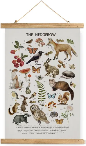 XIAOAIKA Póster Educativo de Vida Silvestre de Seto Británico - Cuadro Ilustrado de la Naturaleza con Marco de Madera - Arte de Pared de Animales y