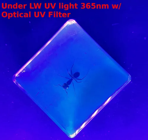 Miniatura 7 de Hormiga tejedora real de 1.457 in en resina de lucita cristalina, espécimen preservado de polyrhachis inmersiones, insectos, taxidermia, colección