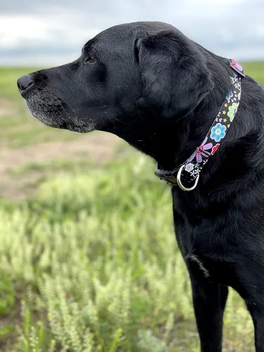 Miniatura 5 de Native Pup Collar de flores para perro, ajustable, pequeño, mediano y grande, linda chica para verano, primavera, bonito accesorio esencial