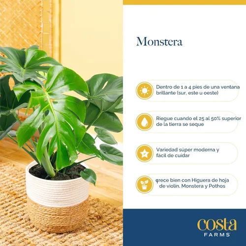 Miniatura 6 de Costa Farms - Planta interior, filodendro de hoja partida, monstera deliciosa Maceta decorativa