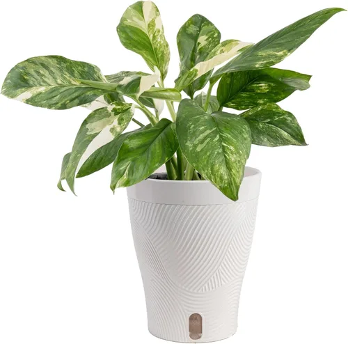 Miniatura 20 de Costa Farms – Planta de Pothos Albo Variegado viva en maceta auto-regante, purificadora de aire para interior, perfecta para decoración del hogar