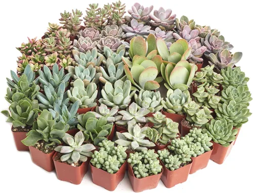 Miniatura 3 de 4 plantitas, de Shop Succulents, colección variada, tonos pastel