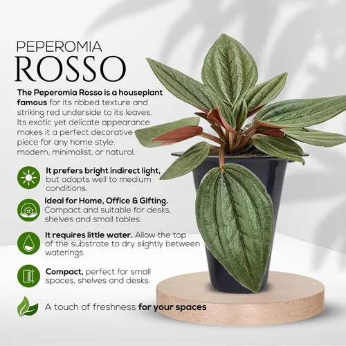 Miniatura 6 de Peperomia Plant Collection (paquete de 4) - Juego de variedades raras Sandía, escarcha, Eden Rosso y Piccolo Banda Plantas de interior fáciles