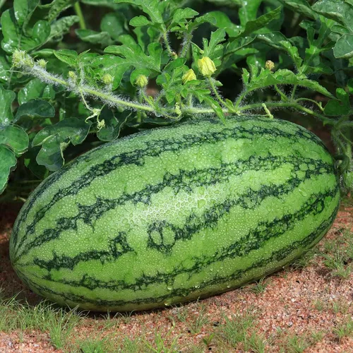 Miniatura 4 de Eden Brothers Semillas de sandía - Semillas sin OMG para plantar, múltiples variedades disponibles Semillas vegetales de bajo mantenimiento