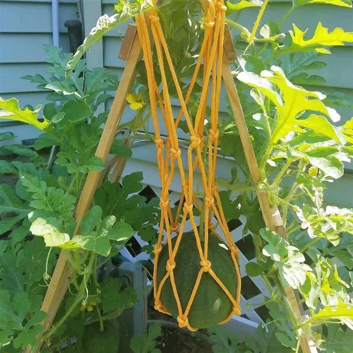 Miniatura 4 de Bootstrap Farmer Hamacas de melón, paquete de 10 cunas, redes para melones, perfectas para cultivar melón, melón, sandía, pepinos