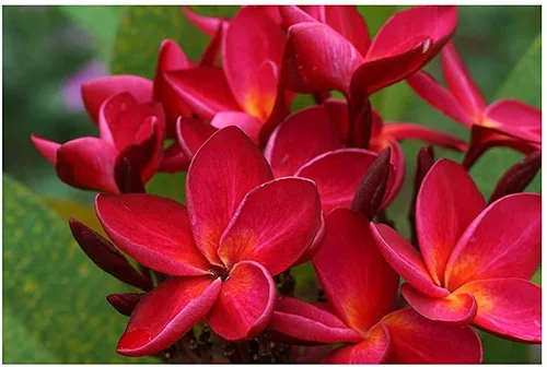 Miniatura 5 de Hawaiian Rare Plumeria Frangipani Planta esquejes rojo, blanco, amarillo, rosa - 10 pulgadas - Descuento Hawaiian Gifts LQ4 (rojo)