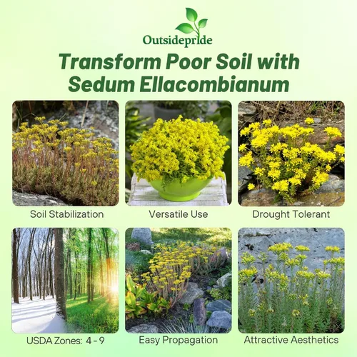 Miniatura 2 de Outsidepride Ellacombianum Sedum Seeds - 1000 semillas perennes de cobertura del suelo para plantar, plantas suculentas resistentes al frío