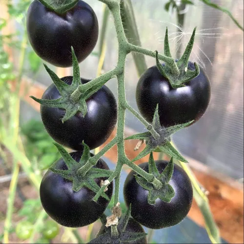 Miniatura 2 de Semillas de tomate negro para plantar más de 20 semillas
