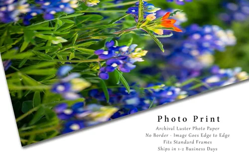 Miniatura 2 de Impresión de fotografía de flores silvestres (sin marco) Imagen vertical del pincel indio destacado en arándanos en el día de primavera en Texas