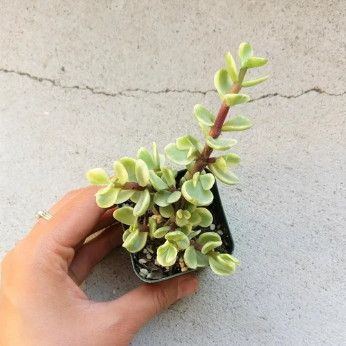 Arbusto de elefante abigarrado | Portulacaria afra - Planta viva suculenta | Árbol de dinero de la suerte, decoración única de regalo para
