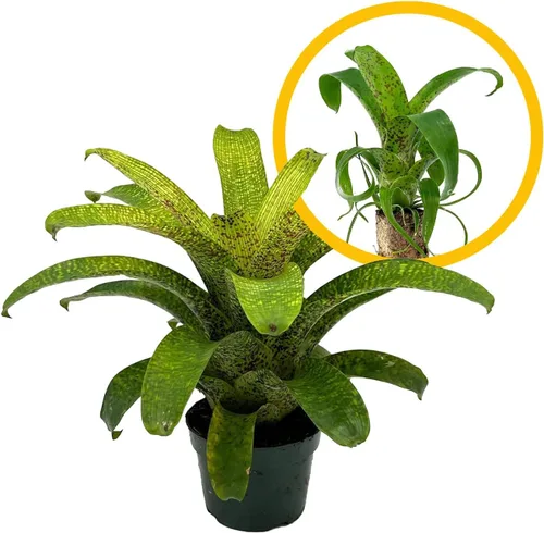 Miniatura 12 de ragnaroc Plantas vivas – Bromelia Billbergia Casa Blanca, 8-12" en maceta de 4" - 1 unidad - Llegada viva garantizada - Plantas