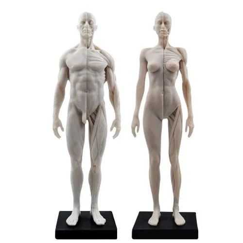 BONEW Modelo del cuerpo de la cabeza del cráneo de la anatomía anatómica humana de la resina de los 30CM del hueso del músculo del modelo masculino y