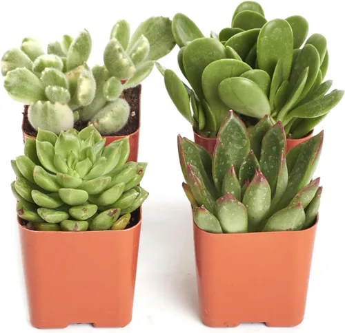 Miniatura 2 de Compre la suculenta y verde colección de suculentas., paquete de de 4