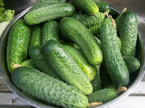 Semillas de pepino autopolinizado Grandpa's Granddaughter F1 para encurtir reliquia sin OMG