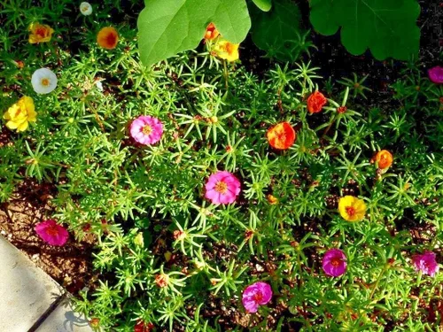 Miniatura 3 de Portulaca (musgo de rosa) largo Bloomer Garden Dobles Mix Flower Container 500 Semillas #CN01
