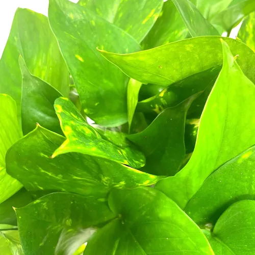 Miniatura 6 de BubbleBlooms Pothos dorados, Pothos abigarrados de 6 pulgadas, Epipremnum aureum, Hiedra del Diablo