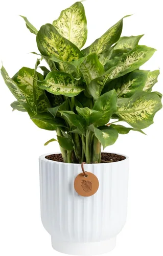 Costa Farms Dieffenbachia, planta viva de galatea en maceta decorativa, fácil de mantener, planta de interior perfecta para el hogar, habitación u