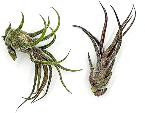 Miniatura 69 de ragnaroc Planta de Aire Viva – Tillandsia Capiput, Jumbo 6-9” - 2 unidades - Llegada Viva Garantizada - Plantas de Casa para Decoración del Hogar