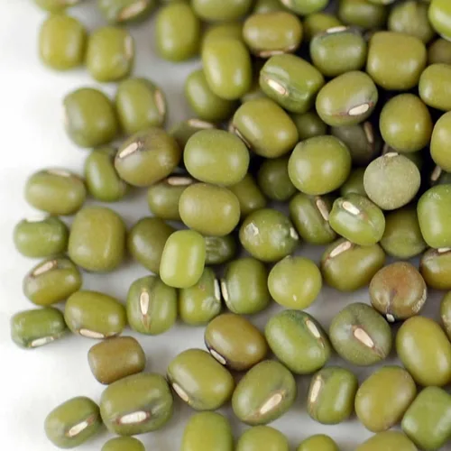 Miniatura 2 de Semilla de germinación de frijol mungo: 1 libra, orgánica, sin OMG - Marca Handy Pantry - Frijoles Mungos secos para brotes, plantación de jardín