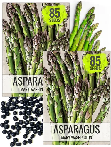 Seed Needs Semillas de espárragos para plantar espárragos Mary Washington, semillas de vegetales perennes sin OMG y sin tratar para plantar un