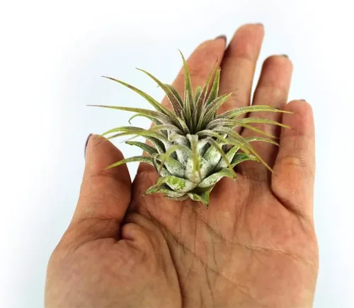 Miniatura 7 de Kit de terrario de 3 pulgadas con mini tarro de vidrio de Tillandsia Ionantha vivo, arena, vidrio marino de colores y figura miniatura para jardines