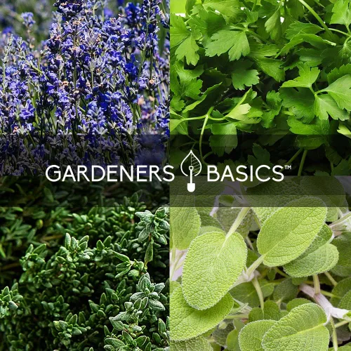 Miniatura 2 de Paquete Variado de 35 Semillas de Hierbas Medicinales y Culinarias – Kit de Jardín Heirloom Sin OMG para Cultivo en Interiores, Exteriores