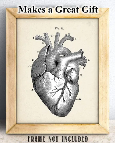 Miniatura 6 de Anatomical Heart - Impresión artística de anatomía sin marco de 11 x 14 pulgadas, póster de anatomía vintage para médicos, enfermeras, estudiantes