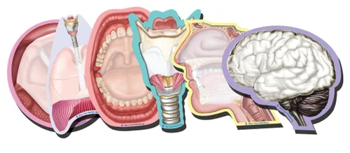 Miniatura 35 de Notas Adhesivas de Anatomía