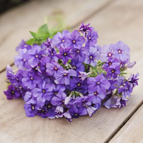 Miniatura 3 de Eden Brothers Semillas anuales Phlox - Beauty Blue