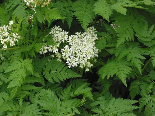 Miniatura 3 de Plant Good Seed Sweet Cicely Seeds - Paquete de 20 semillas tradicionales para plantar flores, suministros de jardinería, jardín de hierbas, flores